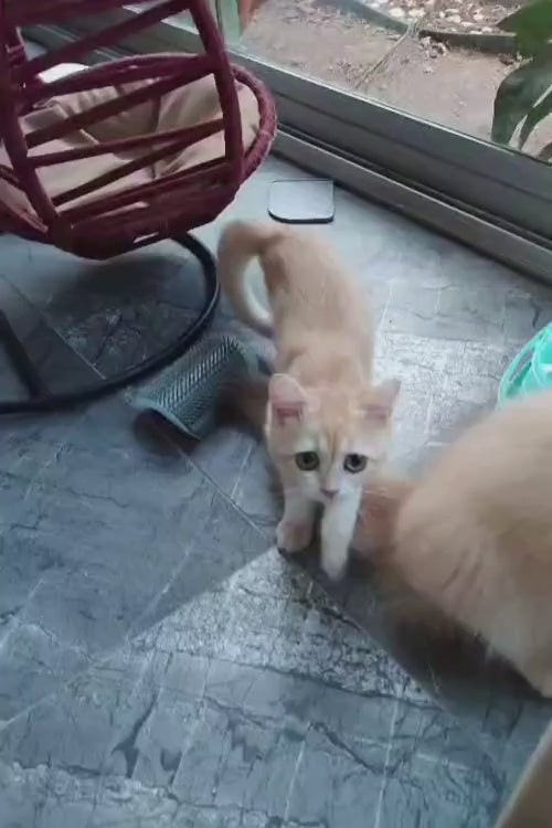 video
