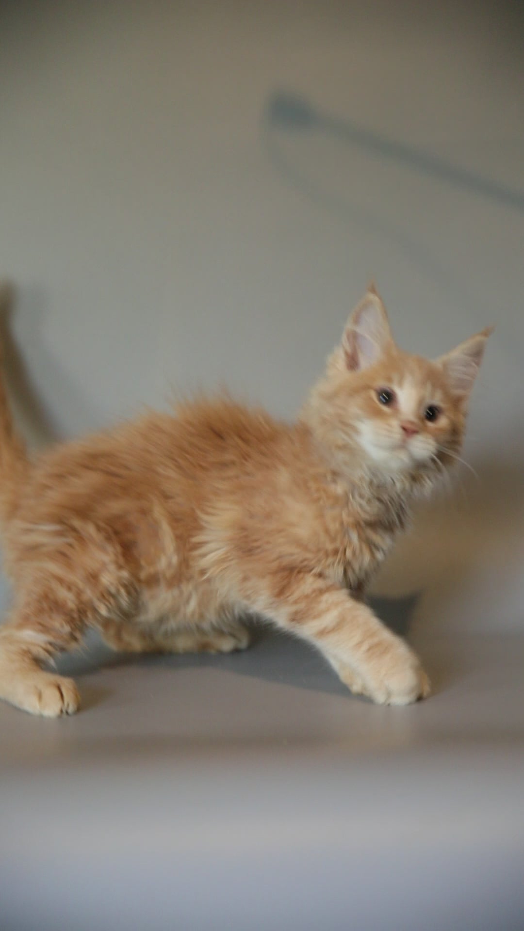 Caden | Maine Coon Kitten