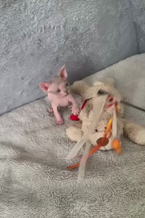 video