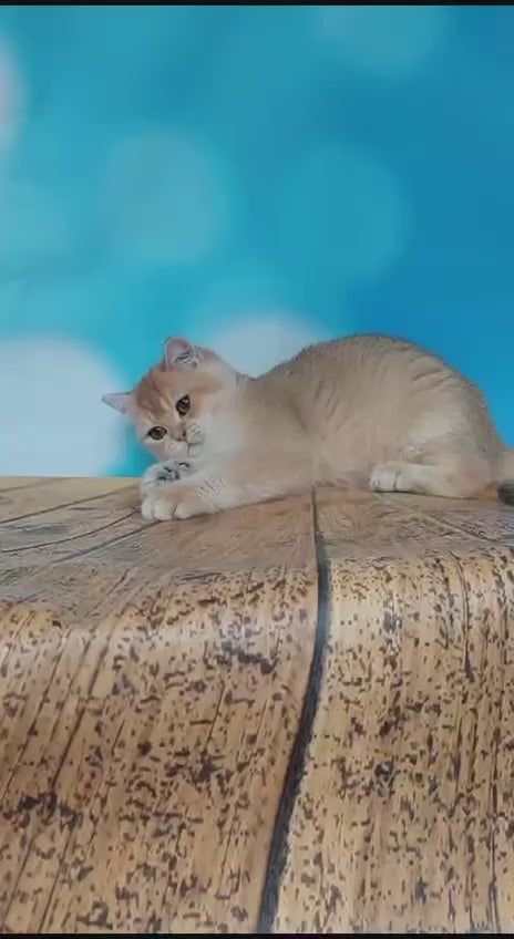 Lola | British Shorthair Kitten