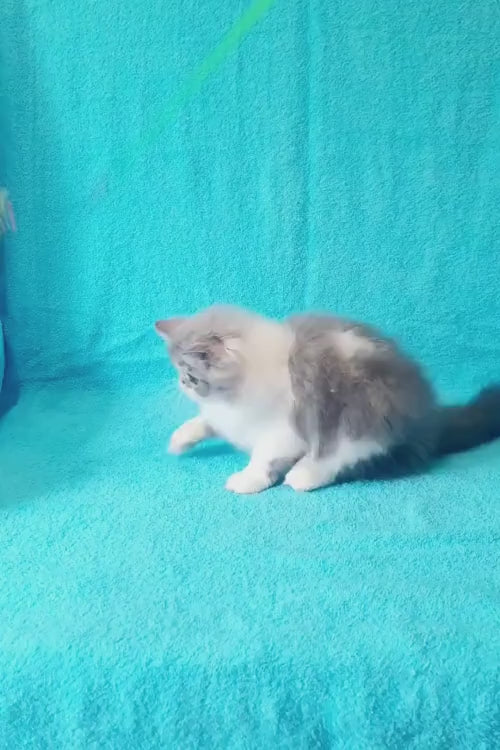 video