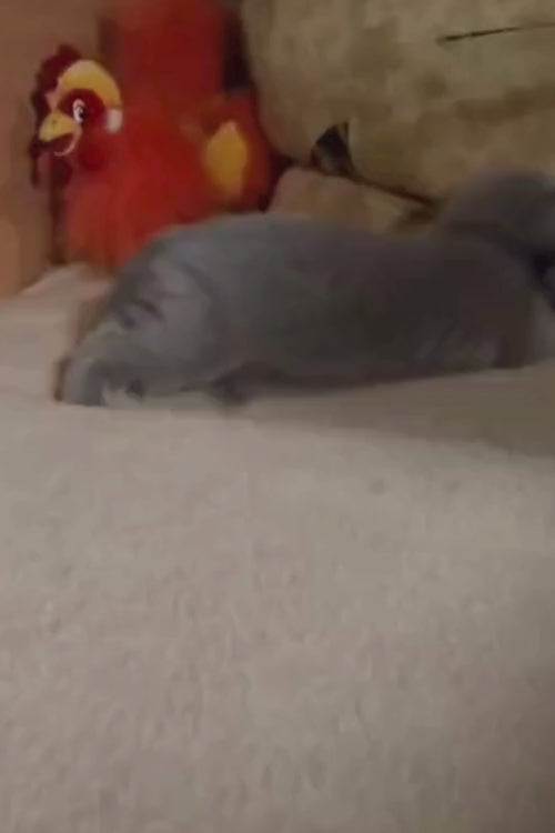 video