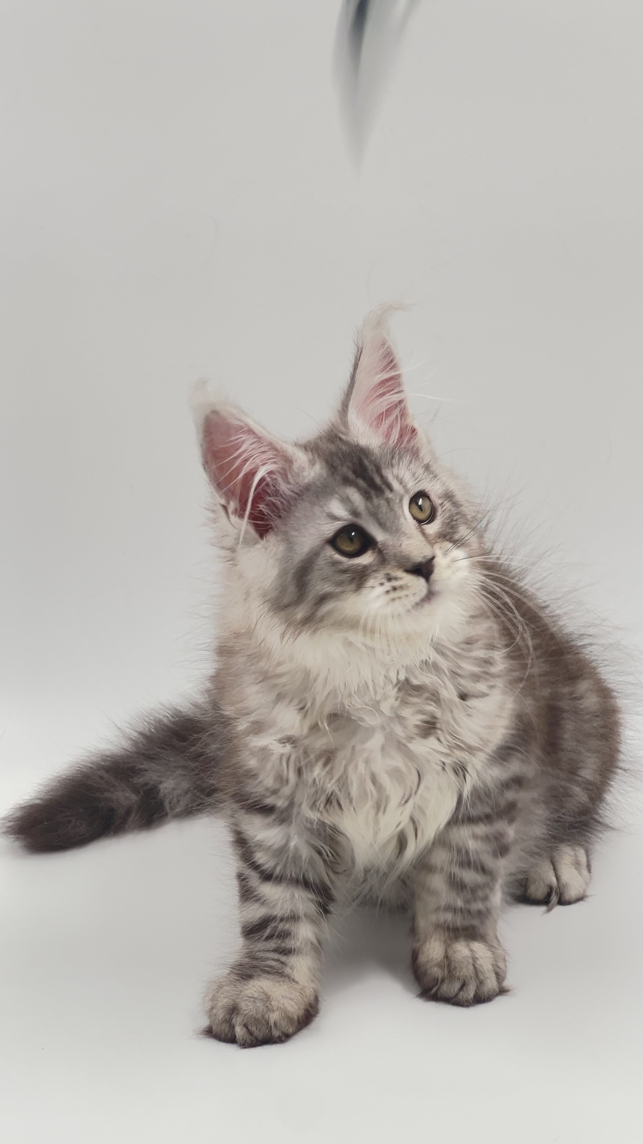 Asqar | Maine Coon Kitten