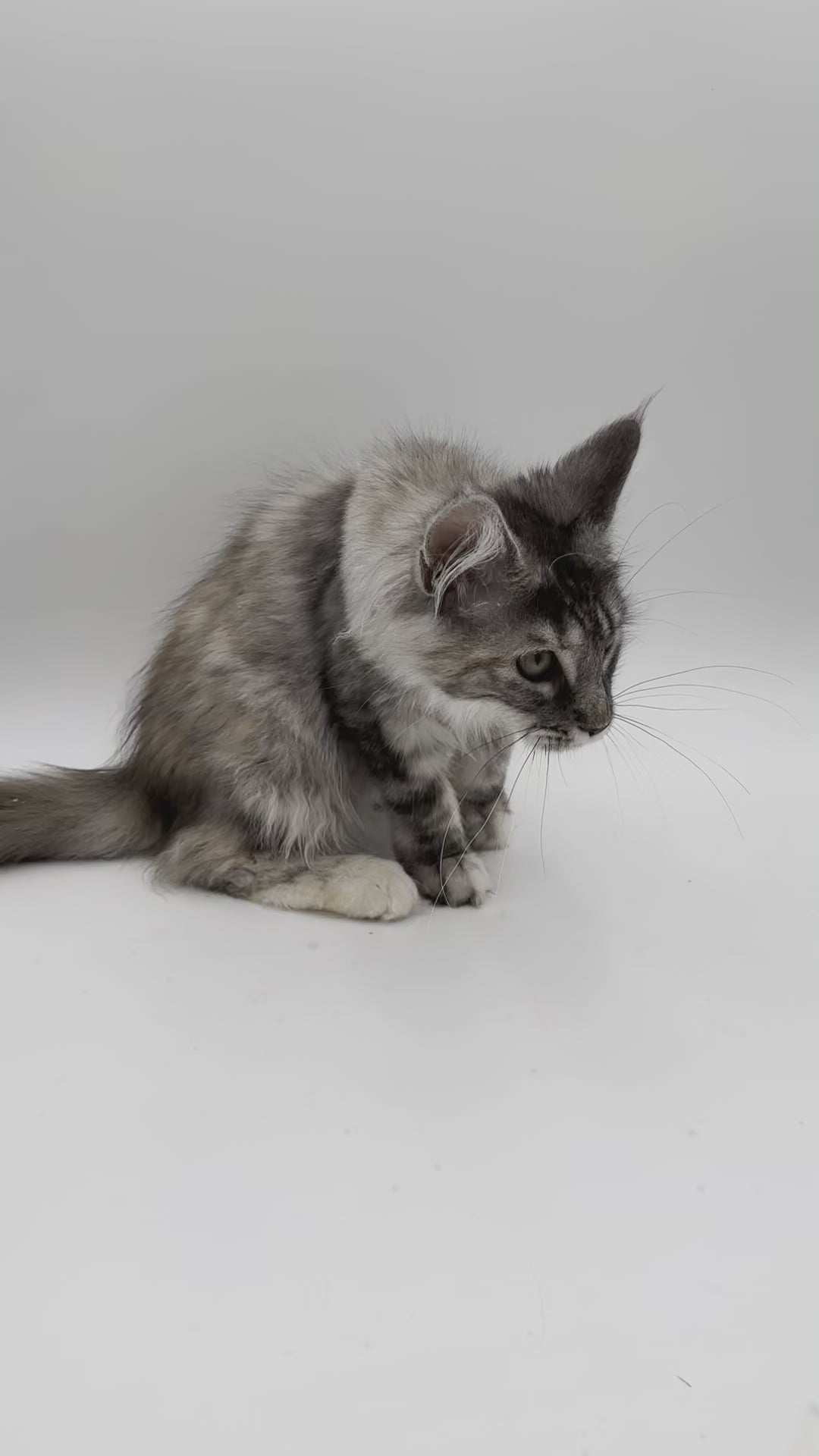 Frosty | Maine Coon Kitten