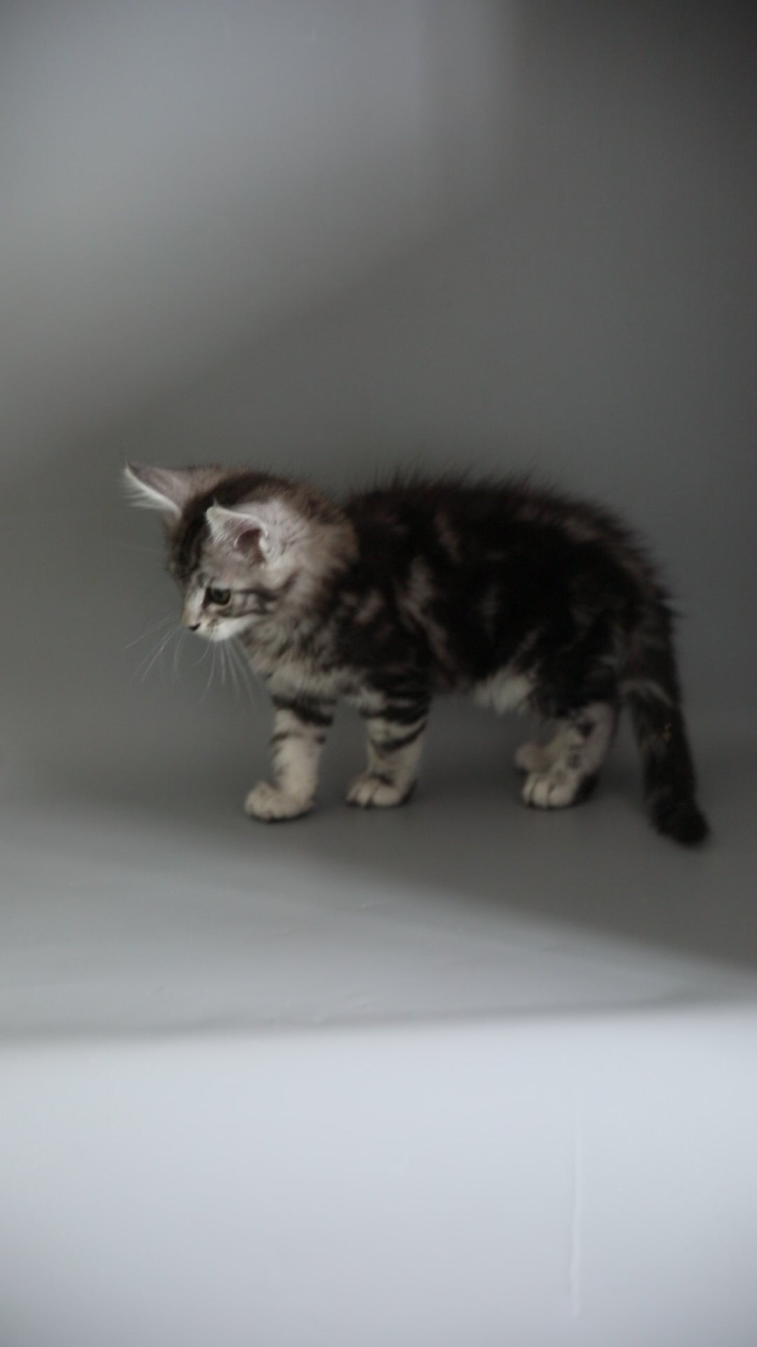 Master | Maine Coon Kitten