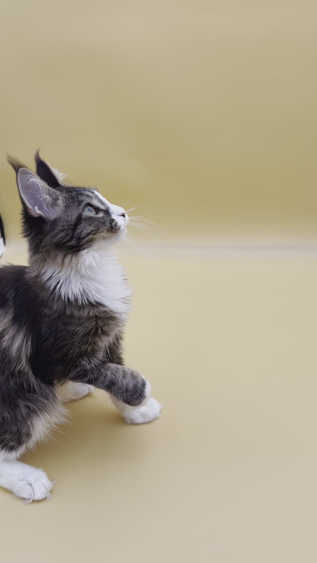 Wednesday | Maine Coon Kitten