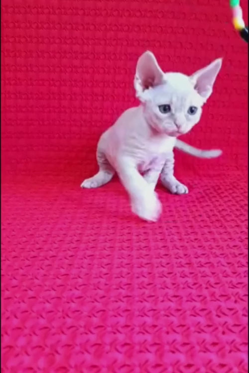 video