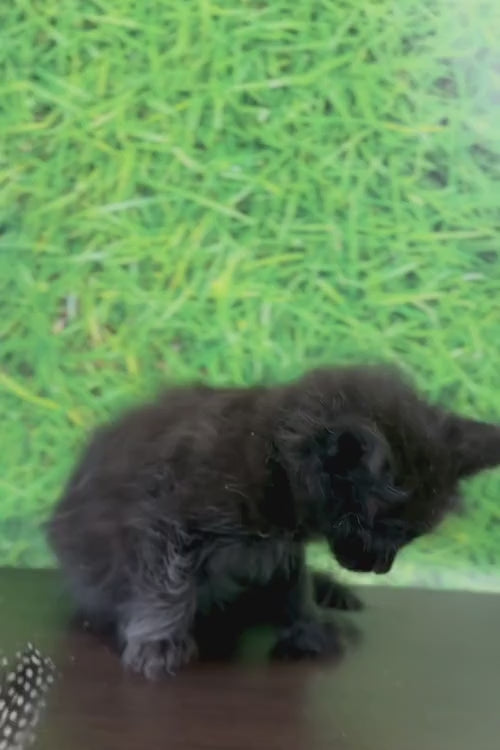 video