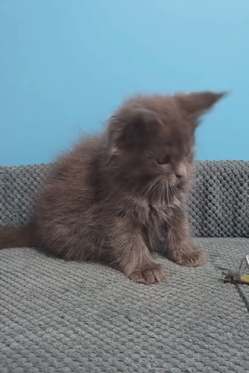 video