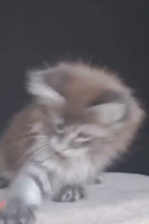 video