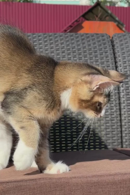 video