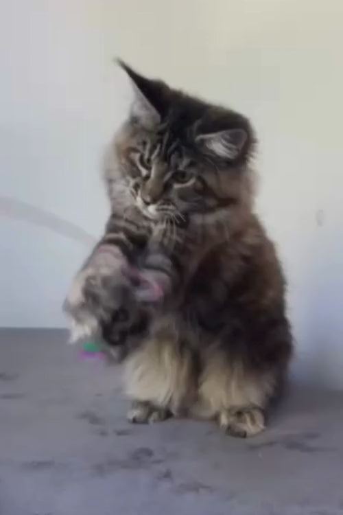 video