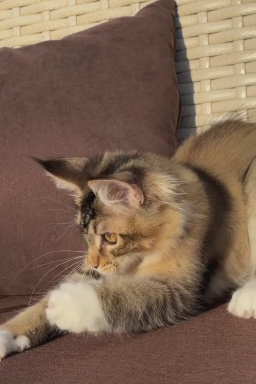 video