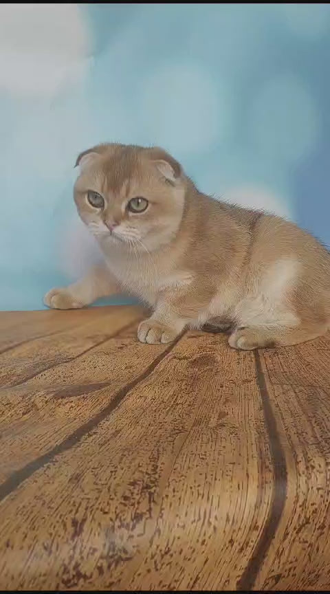Roggy | Scottish fold Kitten