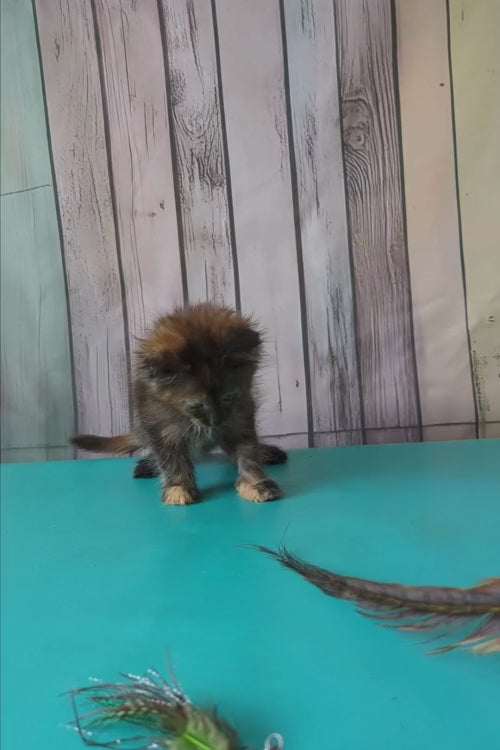 video