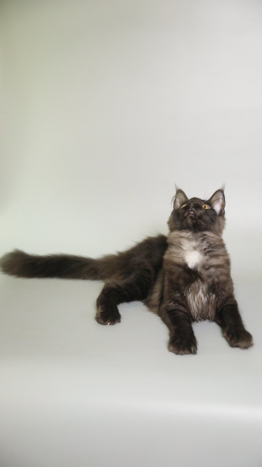 Nana| Maine Coon Kitten