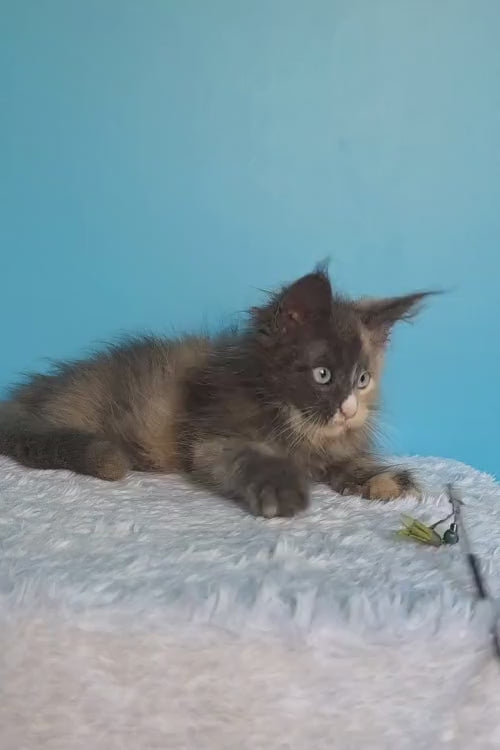 video