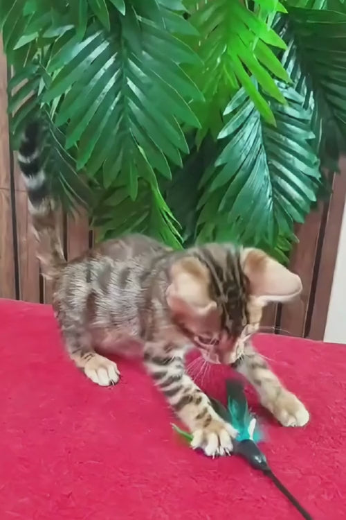 video
