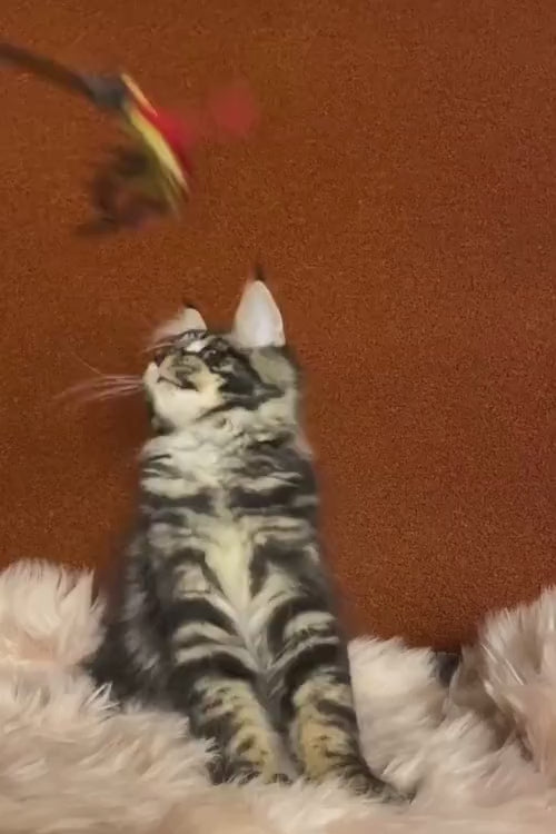 video