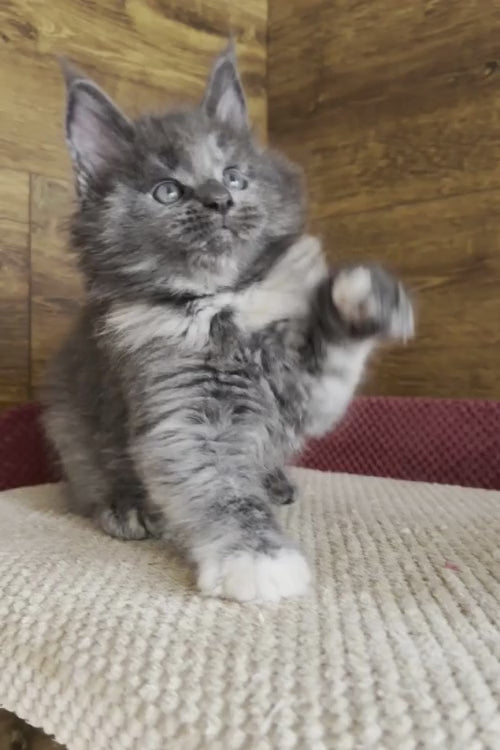 video