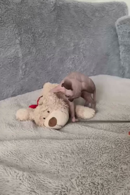 video