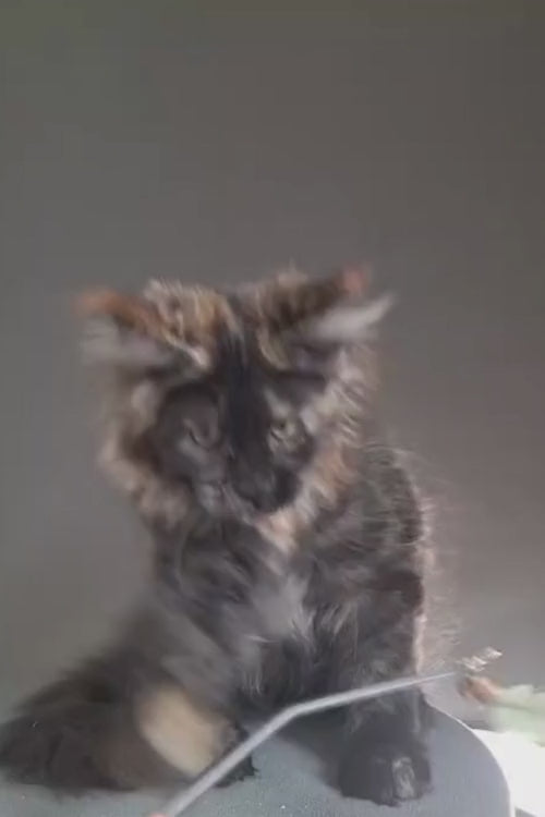 video