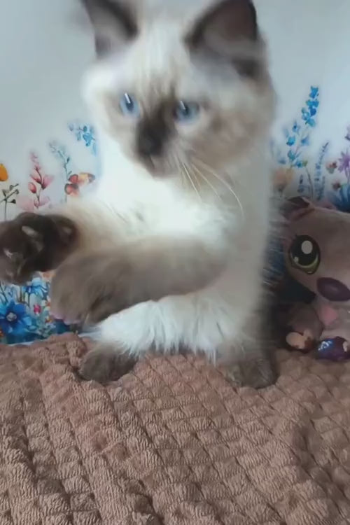 video