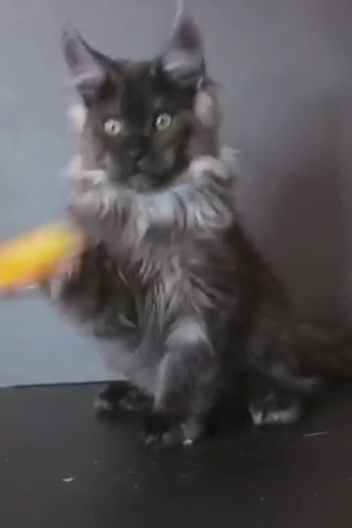 video