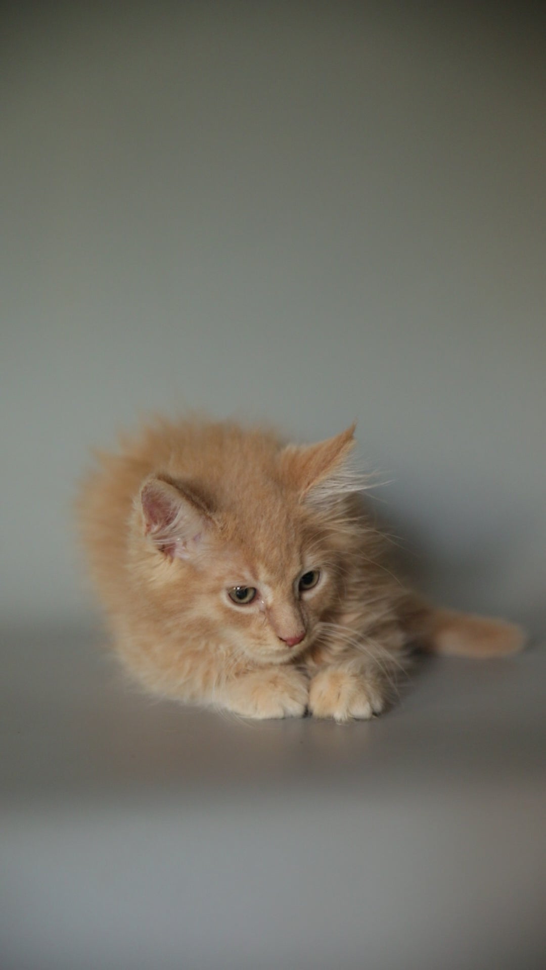 Orion | Maine Coon Kitten