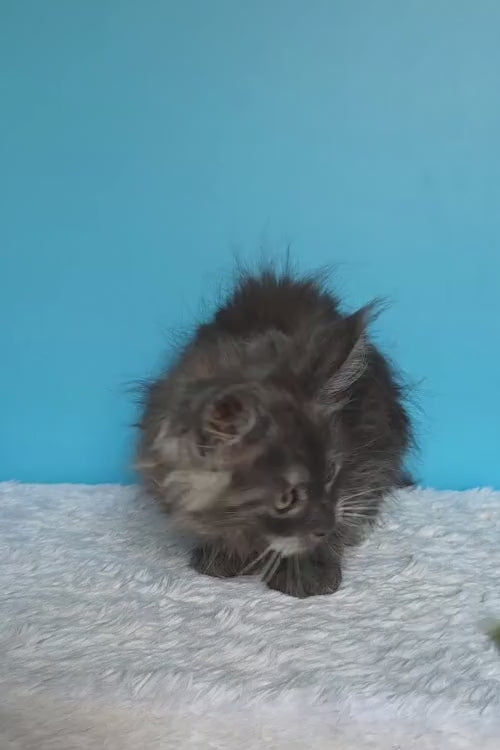 video