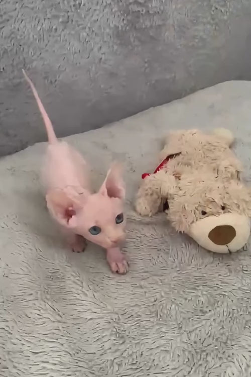 video