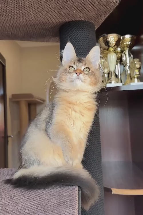 video