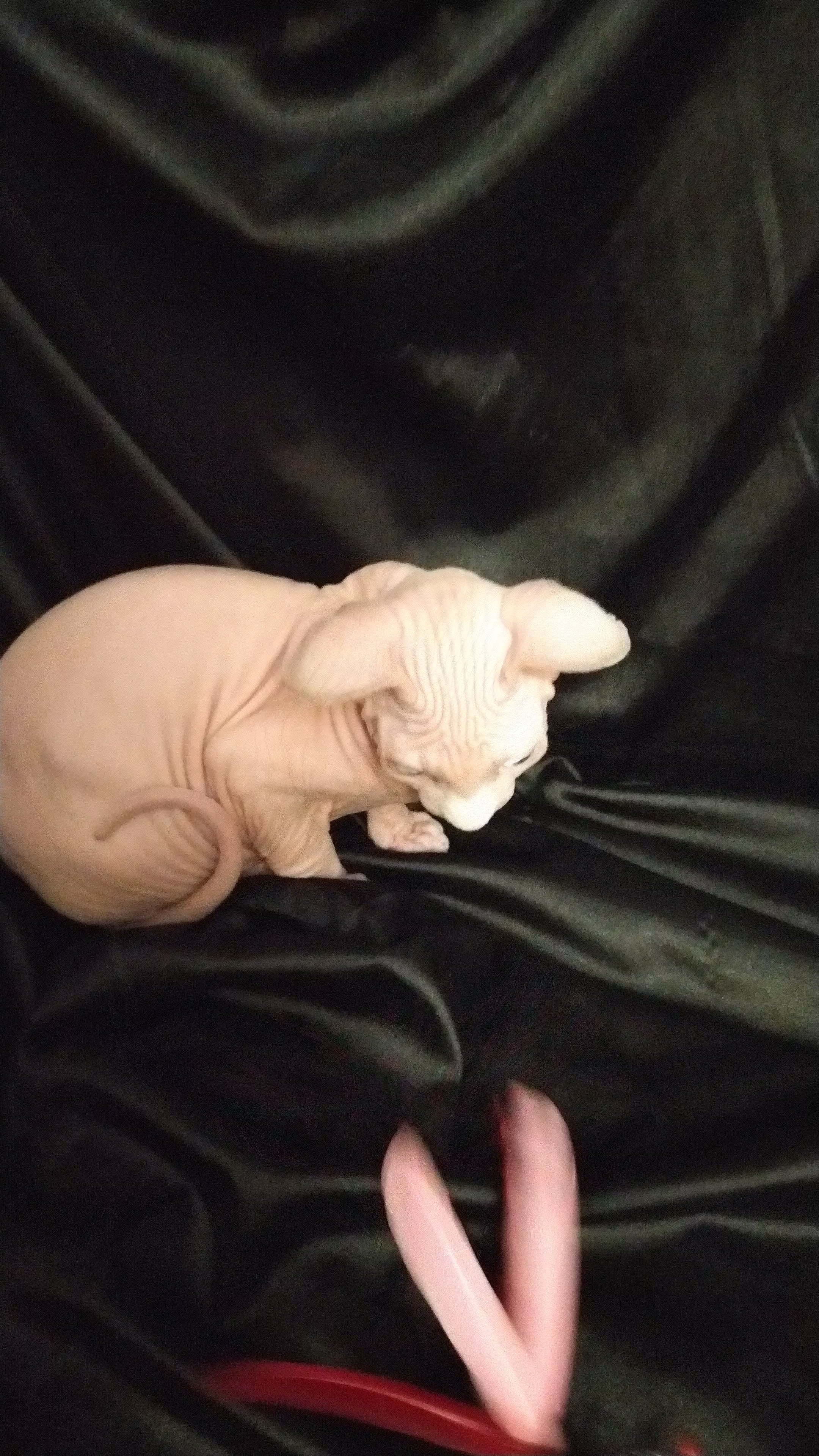 Rosa| Sphynx Kitten