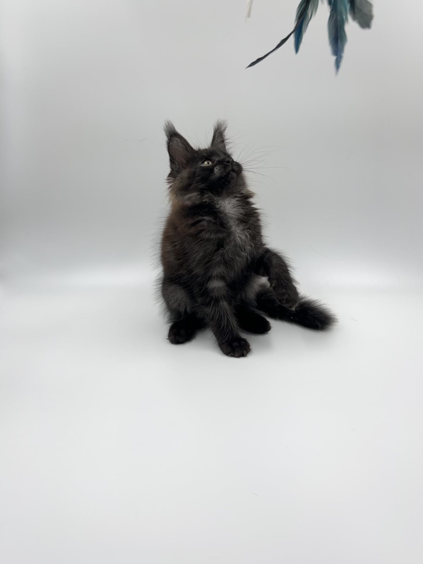 Astoria | Maine Coon Kitten