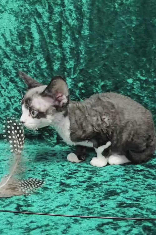 video