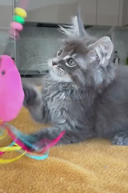 video