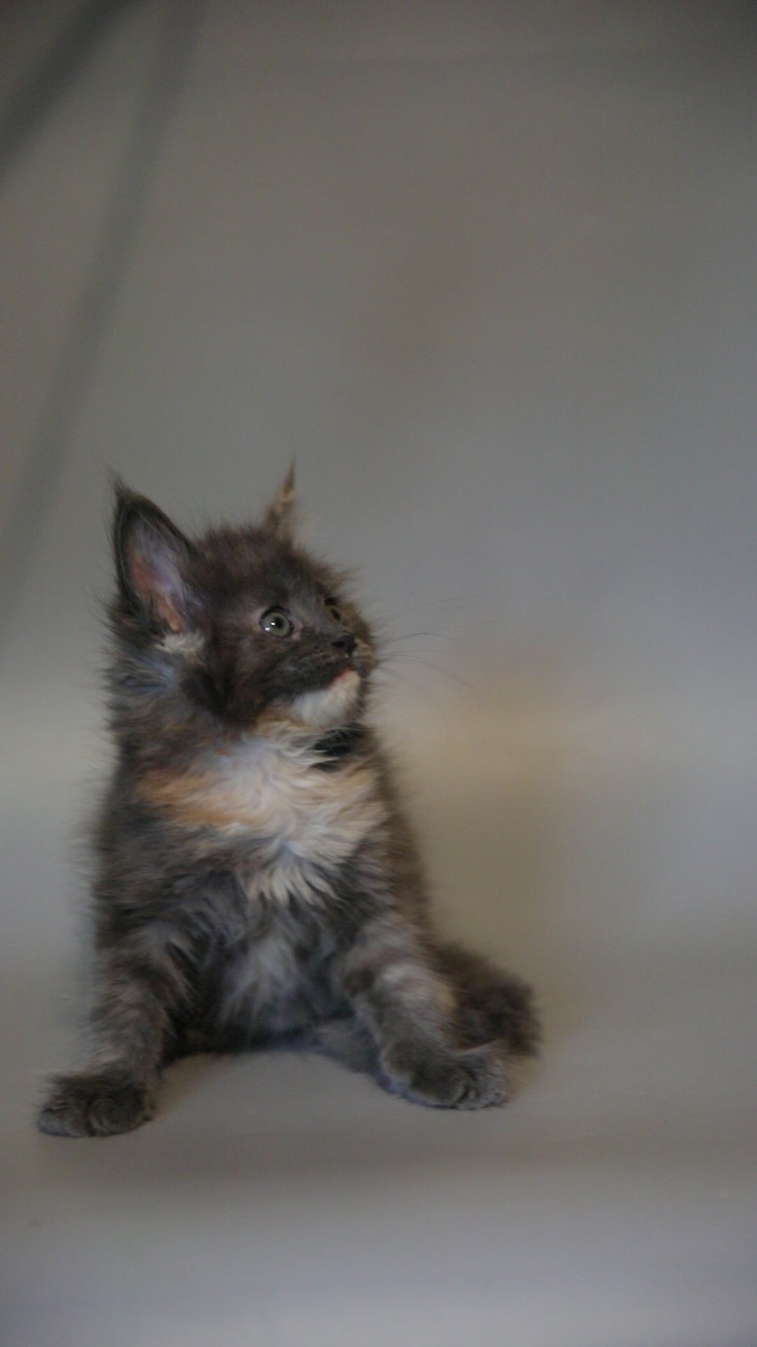 Sasha | Maine Coon Kitten