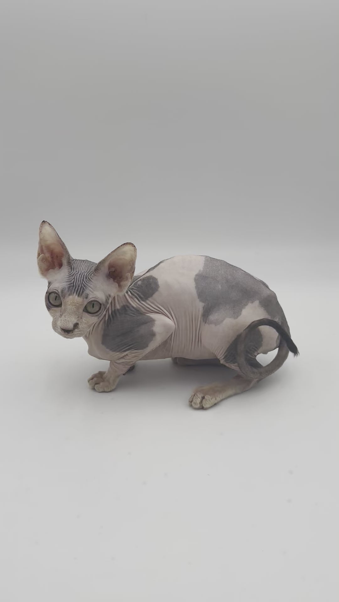 Derek| Sphynx Kitten