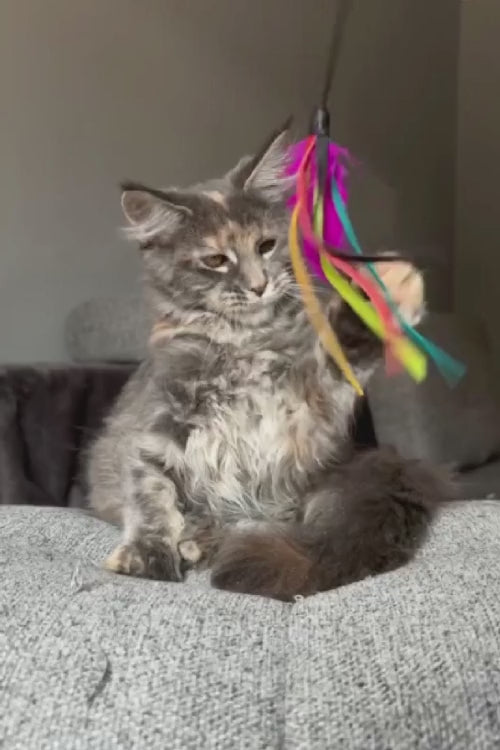 video
