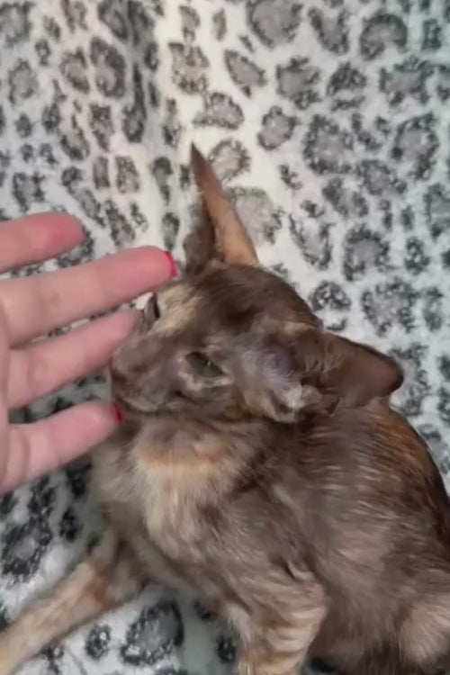 video