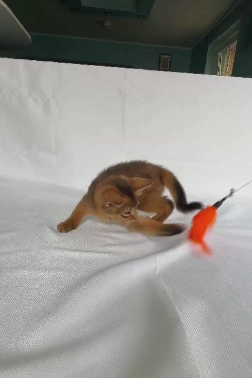 video