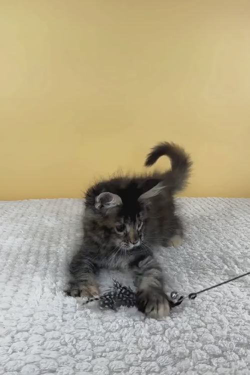 video