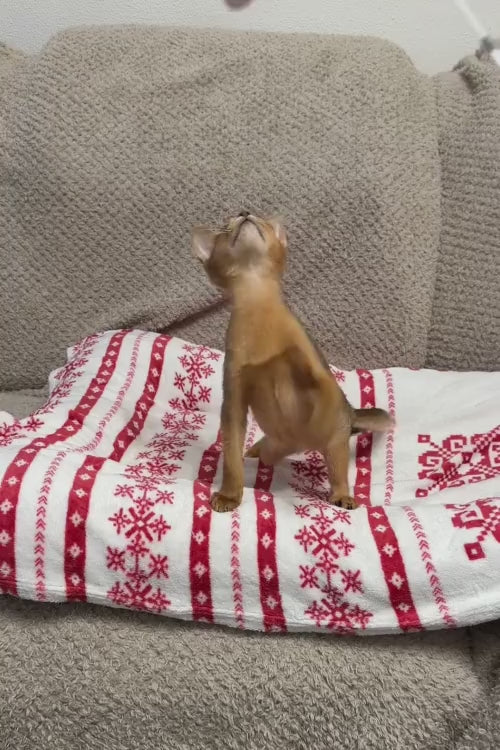 video