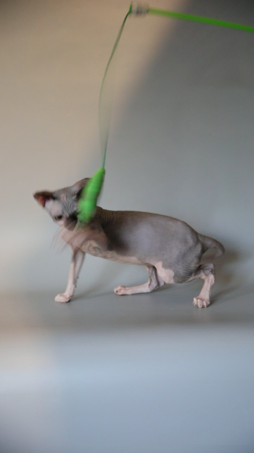 Maisy| Sphynx Kitten