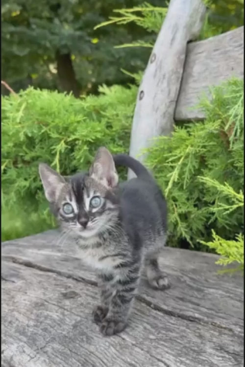 video