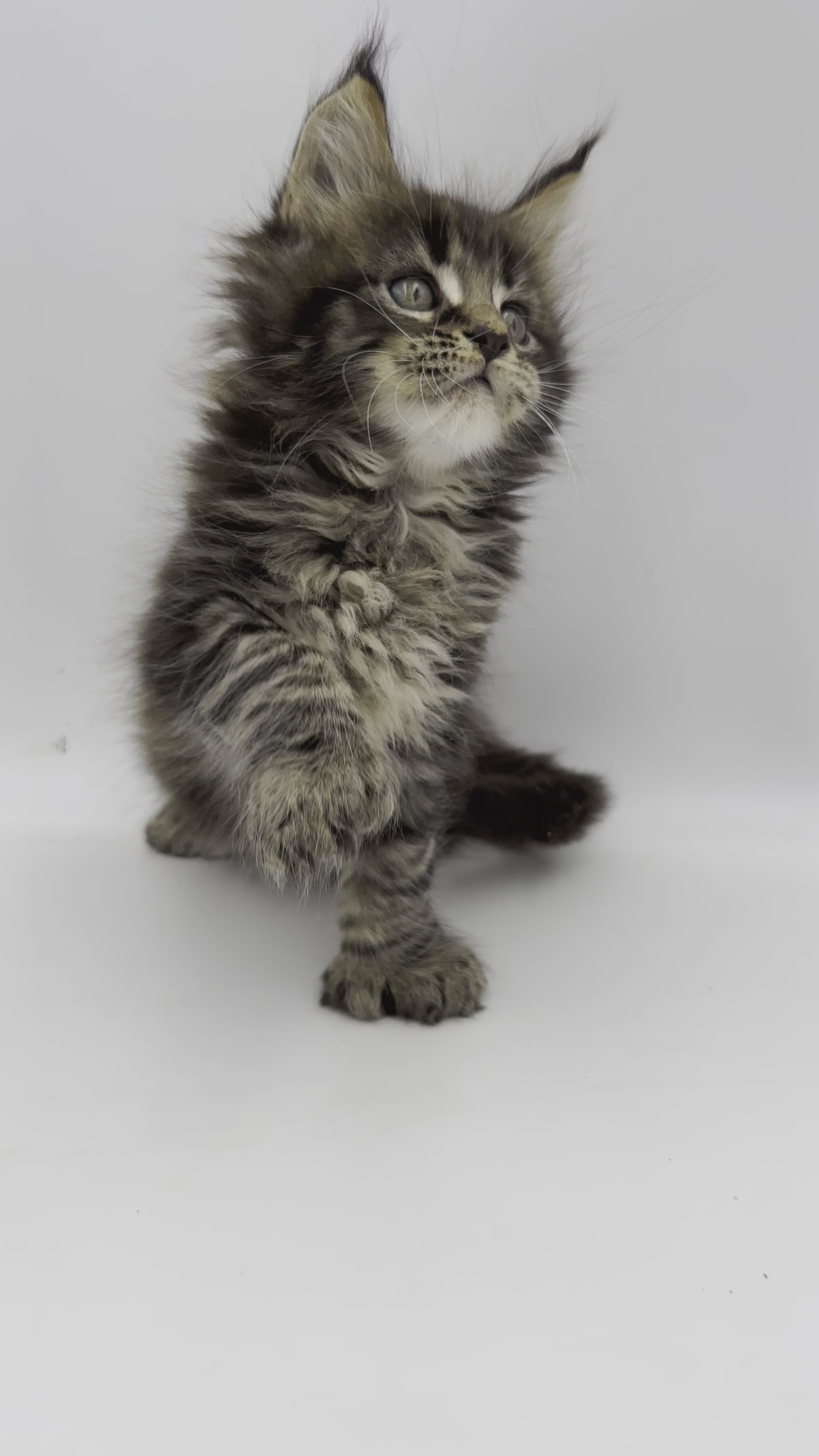 Sheila |Polydactyl  Maine Coon Kitten
