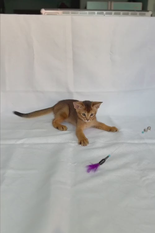 video