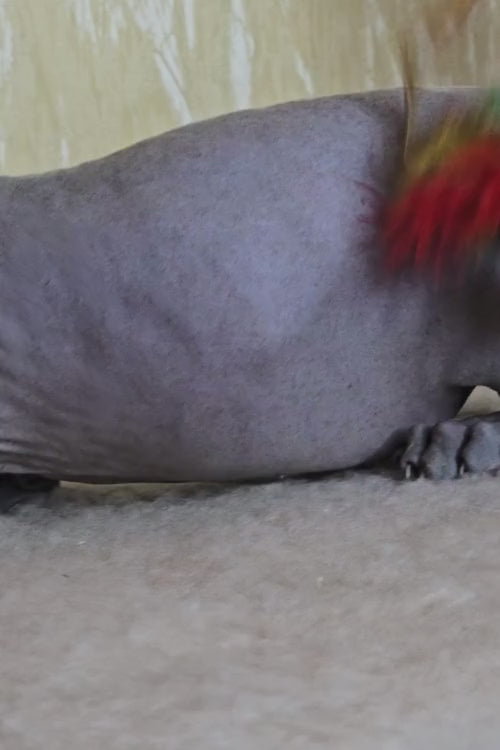 video