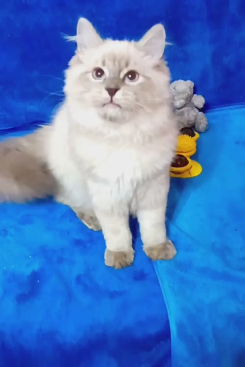 video