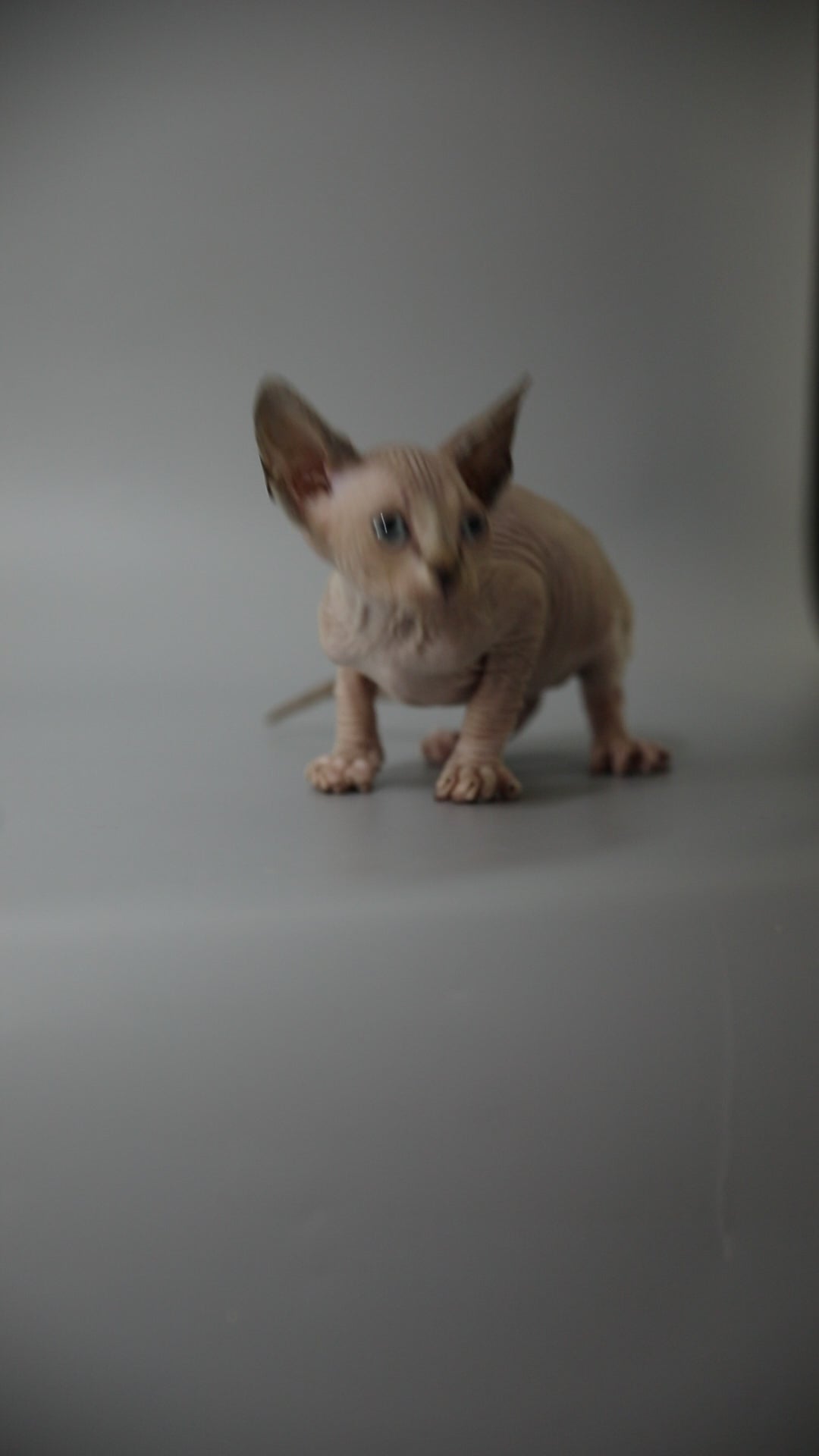 Kaia | Sphynx Kitten